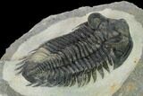 Coltraneia Trilobite Fossil - Huge Faceted Eyes #154333-4